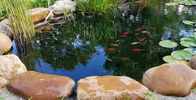 peces parque zen japones